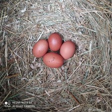 Uova feconde fertili usato  Trieste
