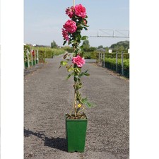 Rosa laguna litre for sale  UK