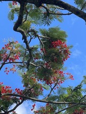 Hawaii delonix regia for sale  Honolulu