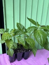 Caribbean red chili for sale  Brooklyn