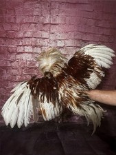 Day taxidermy insane for sale  New York