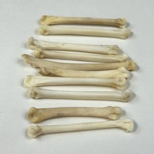 Lot real taxidermy for sale  Waseca