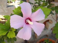 Semi hibiscus syriacus usato  Italia