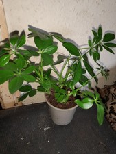 Schefflera arboricola umbrella for sale  SWINDON