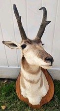 Antelope pronghorn head for sale  Painesville