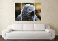 Large african grey for sale  SUTTON-IN-ASHFIELD