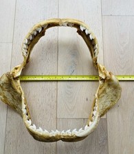 Large tiger shark for sale  BRIGHTON