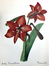 Amaryllis belladonna lily for sale  New Providence