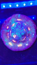 Chalice coral for sale  Placentia