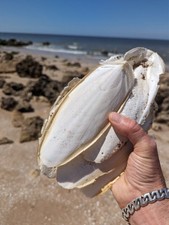 Seiche récolté plage d'occasion  Villers-sur-Mer