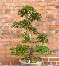 Satsuki azalea bonsai for sale  LEICESTER