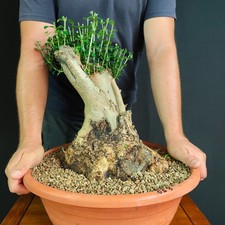 Pre bonsai esemplare usato  San Pancrazio Salentino
