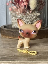 Petshop chien chihuahua d'occasion  Cusset