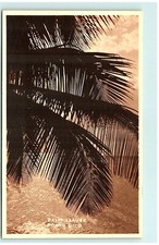S03-4900, FOLHAS DE PALMA, PORTO RICO, CARTÃO POSTAL FOTO REAL comprar usado  Enviando para Brazil