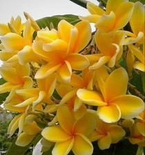 Rare plumeria. bali for sale  San Diego