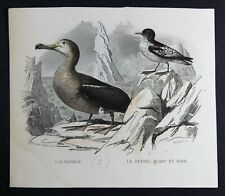 Gravure buffon oiseaux d'occasion  Lyon III
