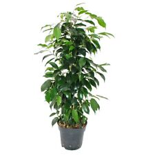 Exotenherz ficus benjamini gebraucht kaufen  Zweibrücken