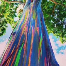 Graines eucalyptus arc d'occasion  Cahors
