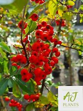 Pyracantha red star for sale  HEREFORD