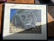 Dog byte bullas for sale  Pacific Grove