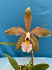 Cattleya juno orchid for sale  Daly City