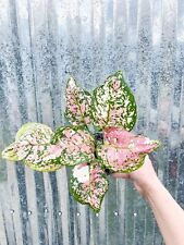 Aglaonema anymanee tricolor for sale  Homestead