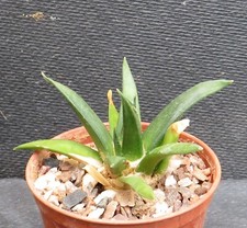 3664. ariocarpus trigonus for sale  YORK