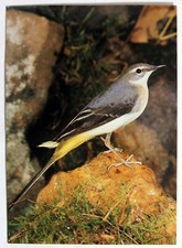 Postcard grey wagtail for sale  MILTON KEYNES