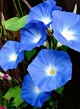 Nasiona przepięknego wiatru "Heavenly Blue", Ipomoea tricolor, Morning glory  na sprzedaż  Wysyłka do Poland