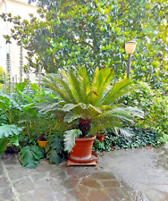 Bellissima pianta cycas usato  Cento