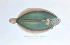 Poisson sole gravure d'occasion  Asnières-sur-Seine