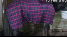 Weathebeeta checked horse for sale  SHEFFIELD