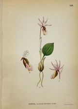 Estampa botânica antiga - Carl Lindman - Calypso bulbosa Rchb. - Chinelo de fada orquídea, usado comprar usado  Enviando para Brazil