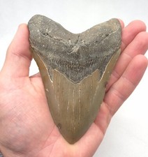 Haizahn eines megalodon gebraucht kaufen  Puchheim