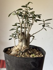 Olivastro bonsai super usato  Italia