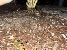Dirt leaves rocks for sale  Miami