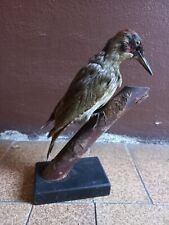 Uccello imbalsamato wunderkamm usato  Novara