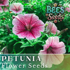 1000 enchanting rose for sale  Meridian