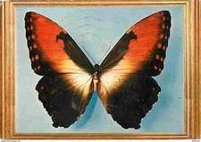 Animaux papillons morpho d'occasion  Fruges