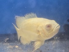 Yellow oscar top for sale  Miami