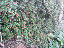 Cotoneaster horizontalis rocks for sale  STOKE-ON-TRENT