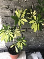 Hawaiian umbrella plant for sale  Beacon