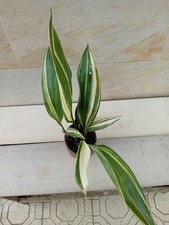 Aspidistra variegata usato Aspidistra variegata usato  Bisceglie