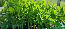 Colorful sweet pea for sale  RUGBY