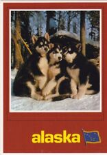 Siberian husky puppies for sale  Apple Valley