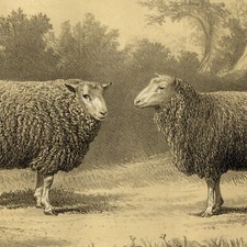 Bergerie tingry bélier d'occasion  France