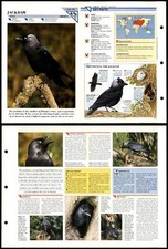 Jackdaw birds wildlife for sale  SLEAFORD