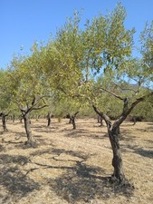 Terreno agricolo con usato  Dolianova
