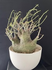 Rare plante caudex d'occasion  Aire-sur-l'Adour