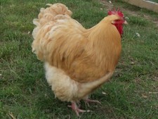 Buff orpington eggs for sale  WELLINGTON